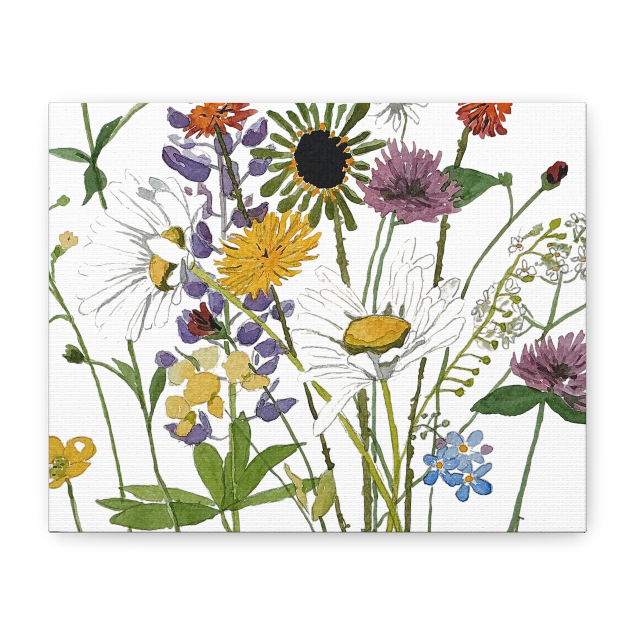 June Michigan Wildflowers Matte Canvas — Watercolor Daisies & Buttercups